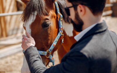 Umowa sprzedaży konia a odpowiedzialność sprzedawcy za wady ukryte