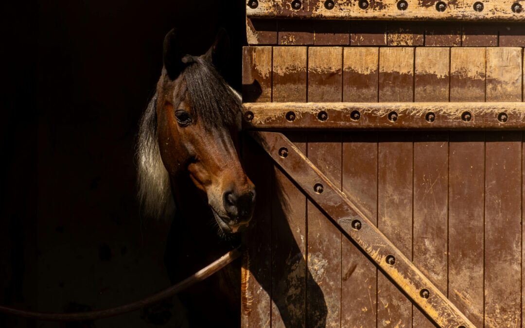 Umowa pensjonatu – czyli bezpieczna współpraca stajni z właścicielem konia