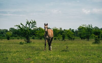 Kupno konia od osoby prywatnej - kto odpowiada za ujawnione wady?